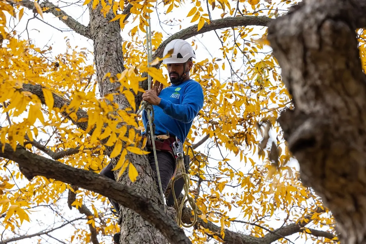 Skilled Tree Planing crew working in Fountain City